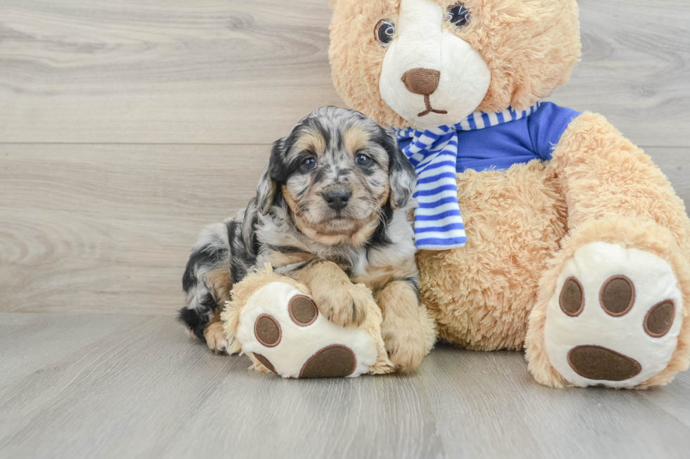 Adorable Mini Australian Shepherd X Poodle Mix Poodle Mix Puppy