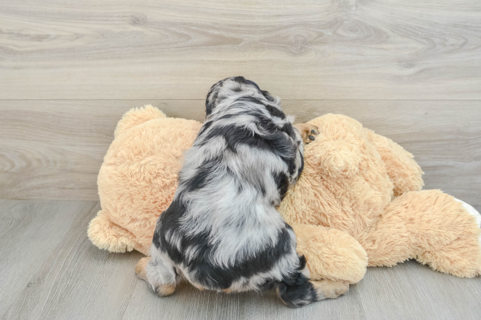 Mini Aussiedoodle Puppy for Adoption