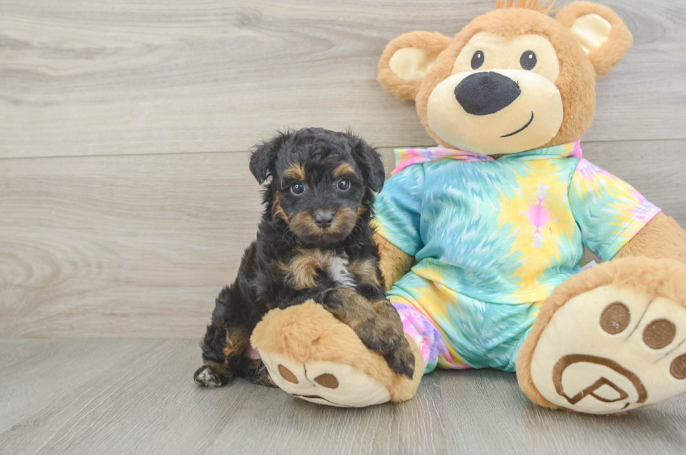 5 week old Mini Aussiedoodle Puppy For Sale - Florida Fur Babies