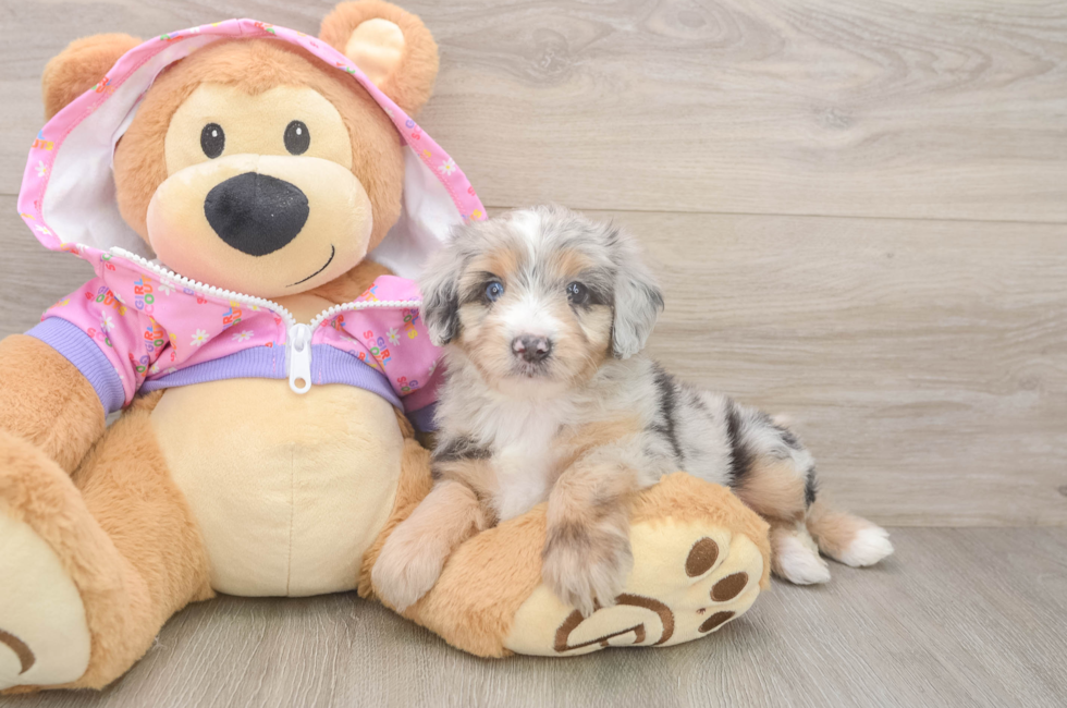 5 week old Mini Aussiedoodle Puppy For Sale - Florida Fur Babies