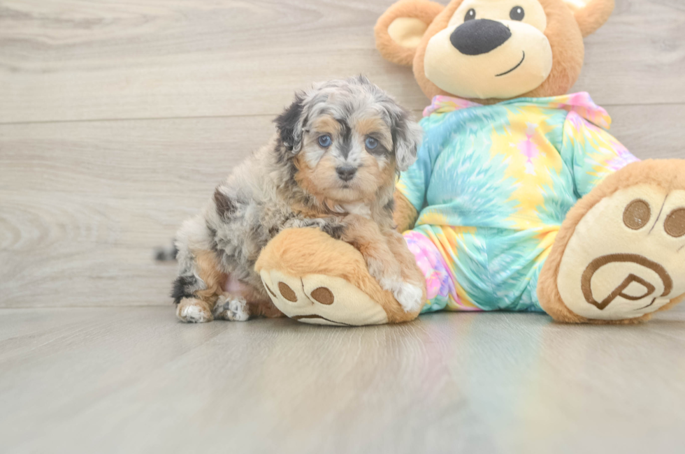 5 week old Mini Aussiedoodle Puppy For Sale - Florida Fur Babies