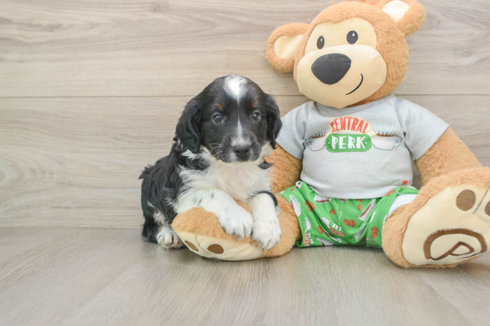 Mini Aussiedoodle Pup Being Cute