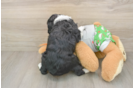 Hypoallergenic Aussiepoo Poodle Mix Puppy