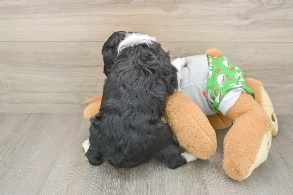 Hypoallergenic Aussiepoo Poodle Mix Puppy