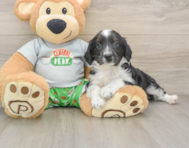 7 week old Mini Aussiedoodle Puppy For Sale - Florida Fur Babies
