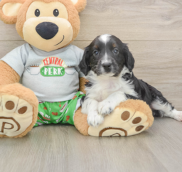 7 week old Mini Aussiedoodle Puppy For Sale - Florida Fur Babies
