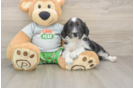 Mini Aussiedoodle Puppy for Adoption