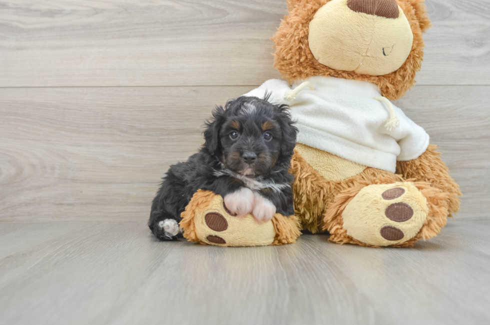 6 week old Mini Aussiedoodle Puppy For Sale - Florida Fur Babies