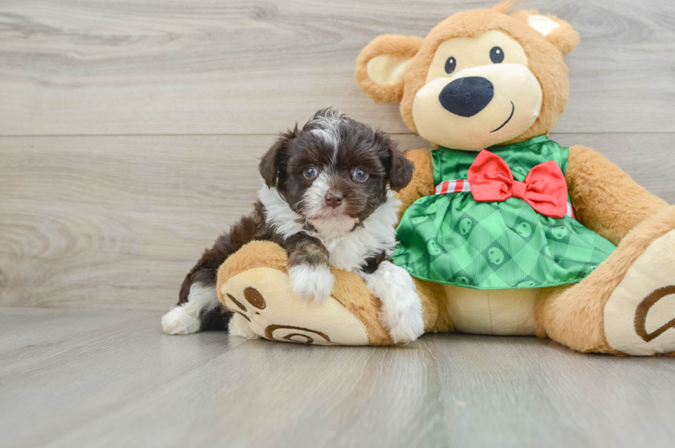 5 week old Mini Aussiedoodle Puppy For Sale - Florida Fur Babies