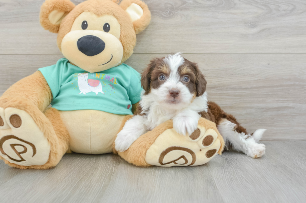 5 week old Mini Aussiedoodle Puppy For Sale - Florida Fur Babies