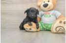 Mini Aussiedoodle Puppy for Adoption
