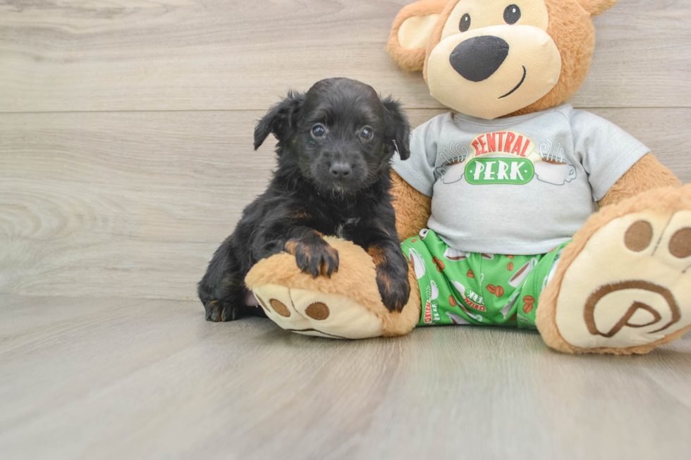 Mini Aussiedoodle Puppy for Adoption