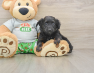 7 week old Mini Aussiedoodle Puppy For Sale - Florida Fur Babies