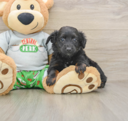 7 week old Mini Aussiedoodle Puppy For Sale - Florida Fur Babies