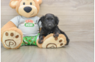 Mini Aussiedoodle Pup Being Cute