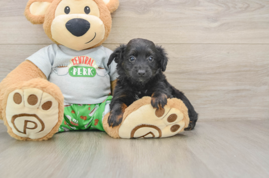 Mini Aussiedoodle Pup Being Cute