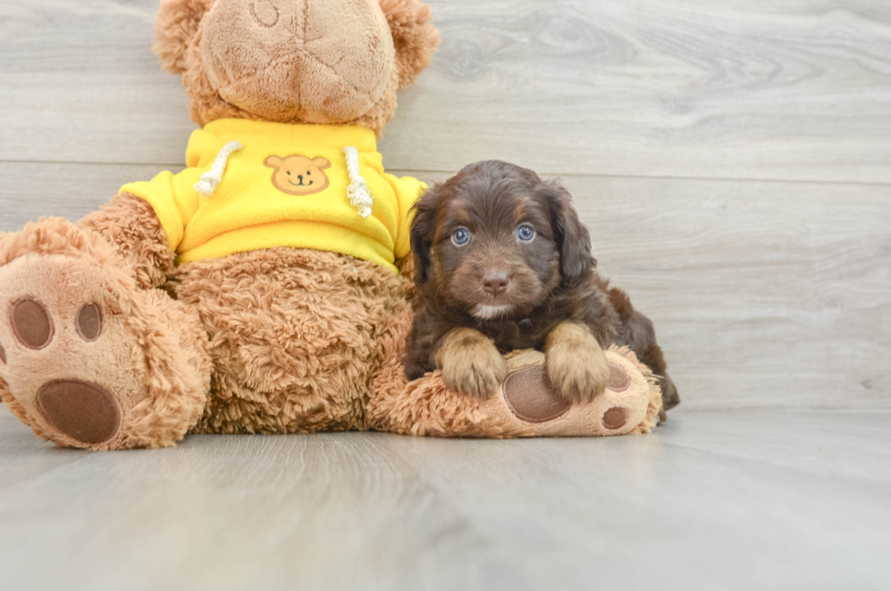 7 week old Mini Aussiedoodle Puppy For Sale - Florida Fur Babies