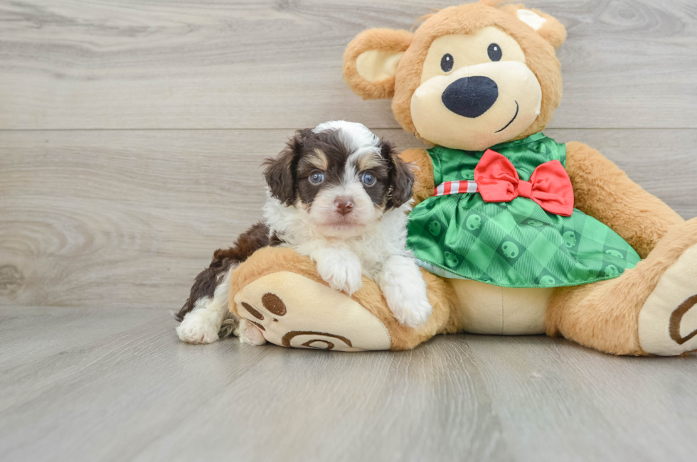 5 week old Mini Aussiedoodle Puppy For Sale - Florida Fur Babies