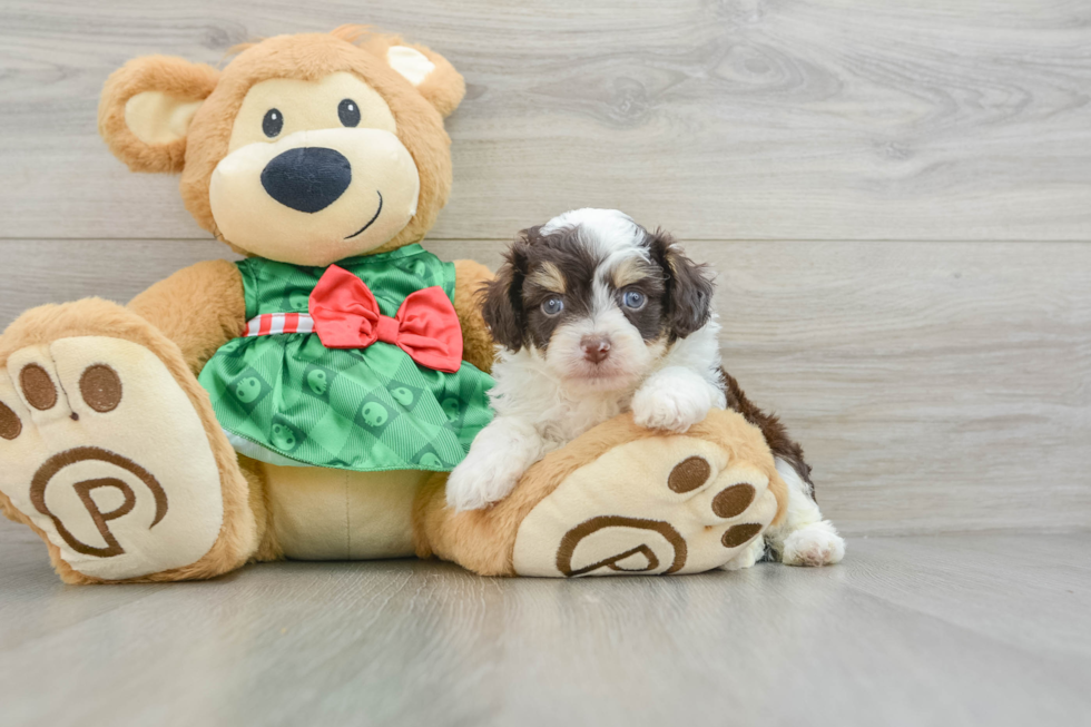 Best Mini Aussiedoodle Baby