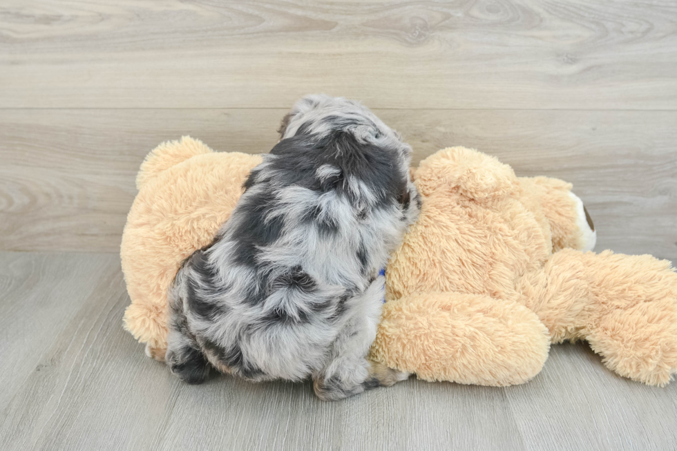 Best Mini Aussiedoodle Baby