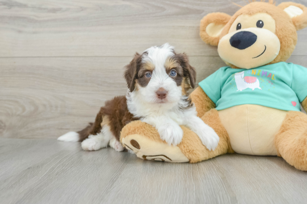 Mini Aussiedoodle Pup Being Cute