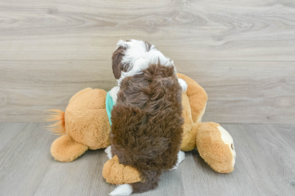 Best Mini Aussiedoodle Baby