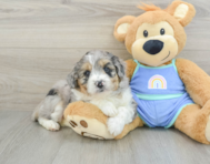 7 week old Mini Aussiedoodle Puppy For Sale - Florida Fur Babies