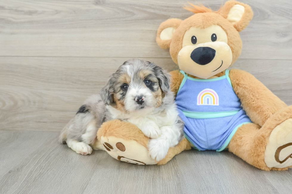 Friendly Mini Aussiedoodle Baby