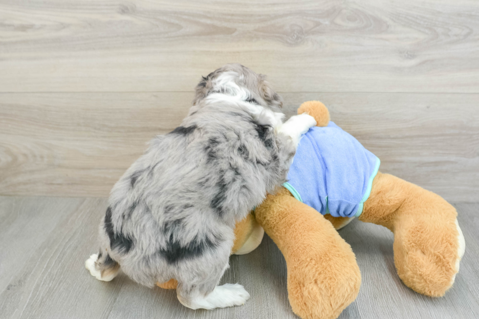 Energetic Aussie Poo Poodle Mix Puppy