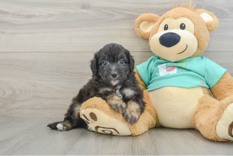 Sweet Mini Aussiedoodle Baby