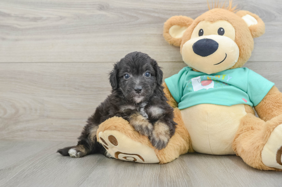 5 week old Mini Aussiedoodle Puppy For Sale - Florida Fur Babies
