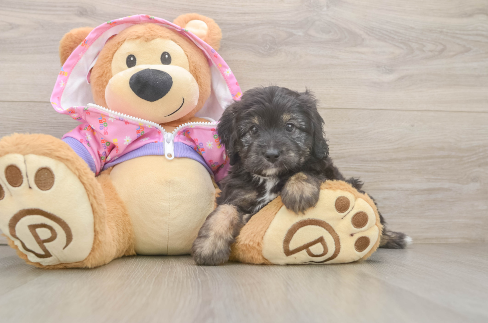 5 week old Mini Aussiedoodle Puppy For Sale - Florida Fur Babies
