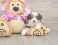 5 week old Mini Aussiedoodle Puppy For Sale - Florida Fur Babies