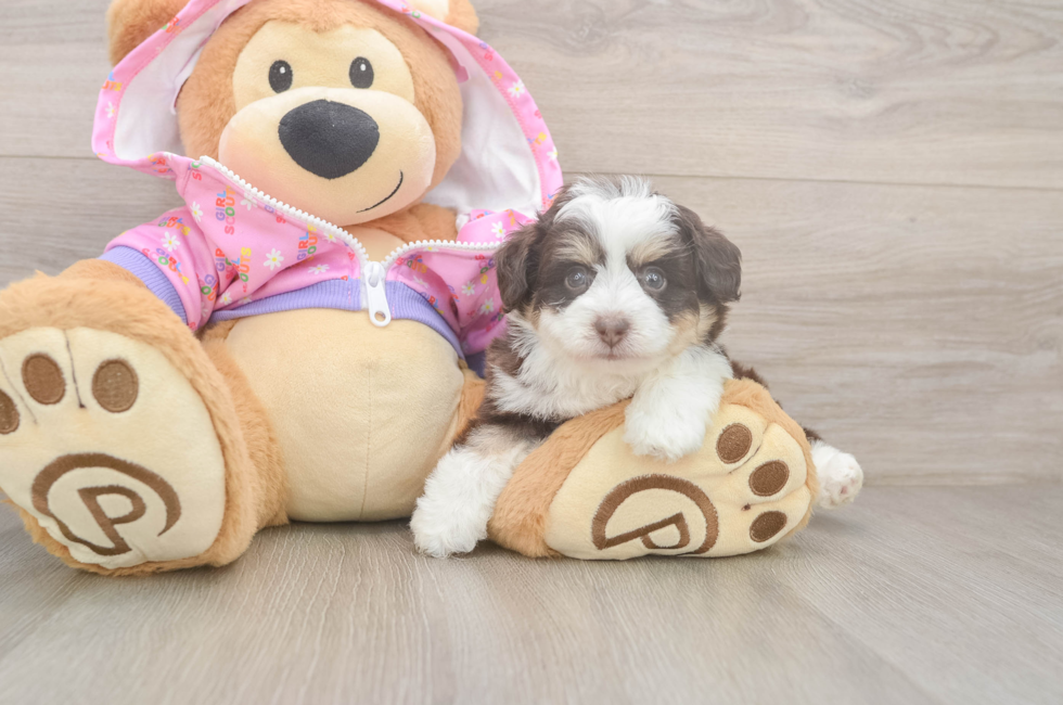 5 week old Mini Aussiedoodle Puppy For Sale - Florida Fur Babies