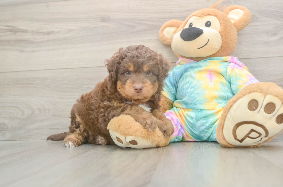 5 week old Mini Aussiedoodle Puppy For Sale - Florida Fur Babies