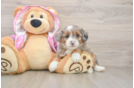 Fluffy Mini Aussiedoodle Poodle Mix Pup