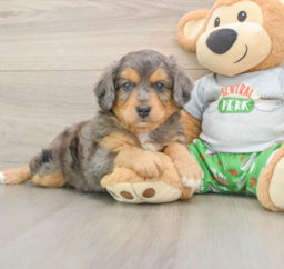 6 week old Mini Aussiedoodle Puppy For Sale - Florida Fur Babies
