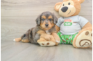 Popular Mini Aussiedoodle Poodle Mix Pup
