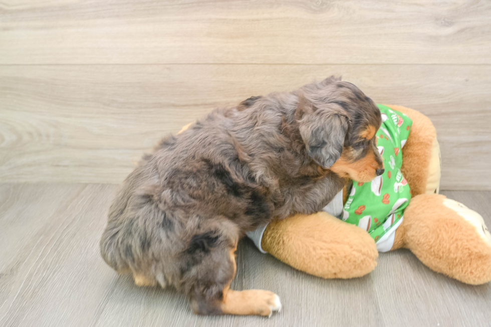 Little Aussiepoo Poodle Mix Puppy