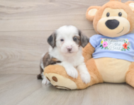 8 week old Mini Aussiedoodle Puppy For Sale - Florida Fur Babies