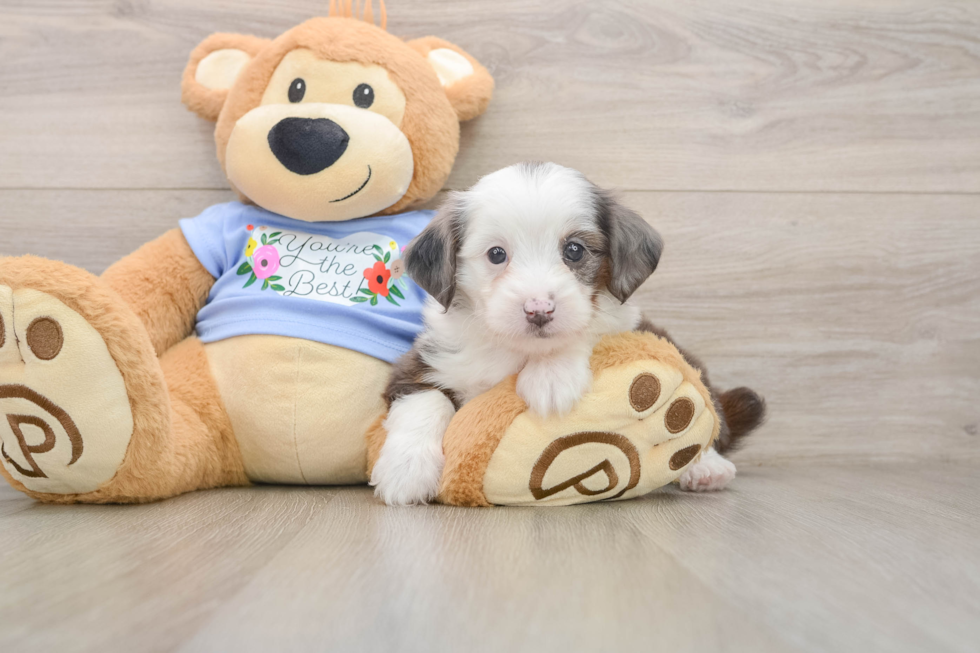 Small Mini Aussiedoodle Baby