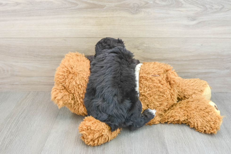 Happy Mini Aussiedoodle Baby