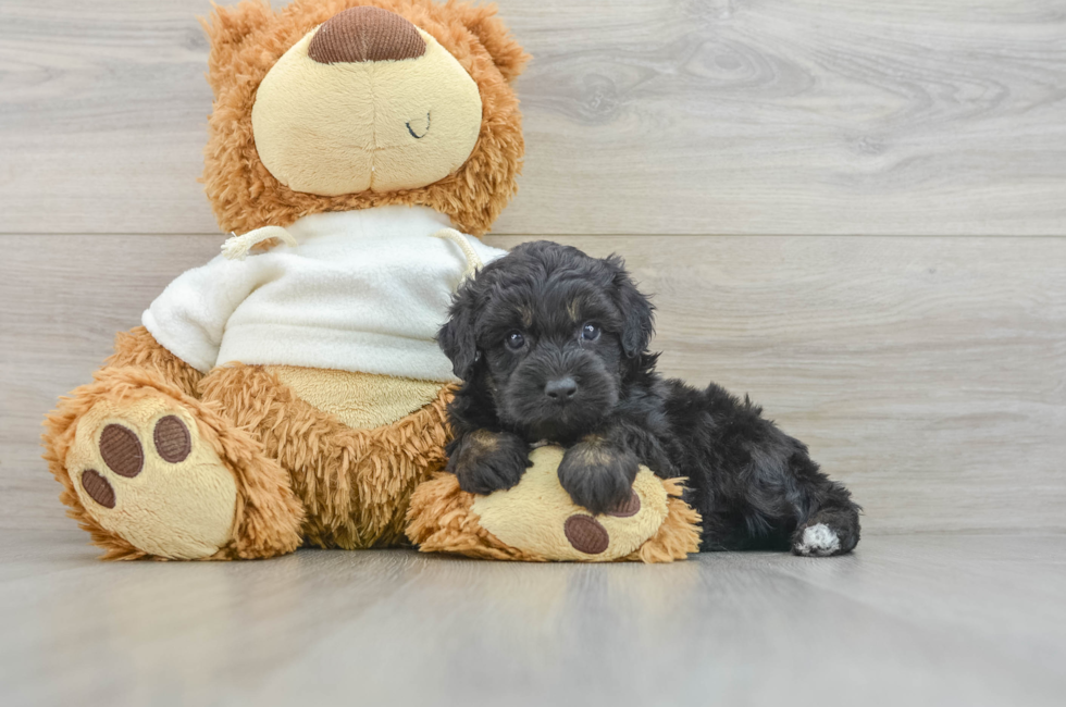 6 week old Mini Aussiedoodle Puppy For Sale - Florida Fur Babies