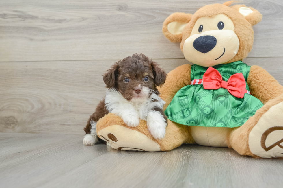 5 week old Mini Aussiedoodle Puppy For Sale - Florida Fur Babies