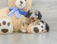 7 week old Mini Aussiedoodle Puppy For Sale - Florida Fur Babies