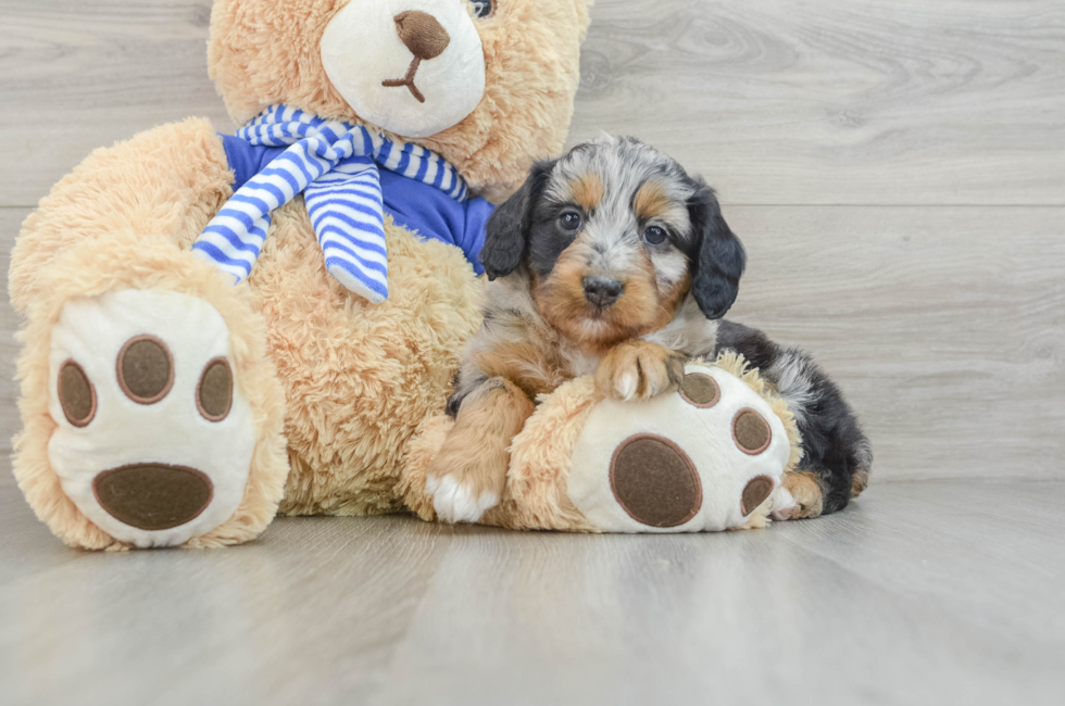 7 week old Mini Aussiedoodle Puppy For Sale - Florida Fur Babies