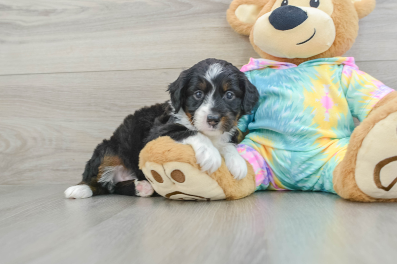 Meet Estee - our Mini Aussiedoodle Puppy Photo 1/3 - Florida Fur Babies