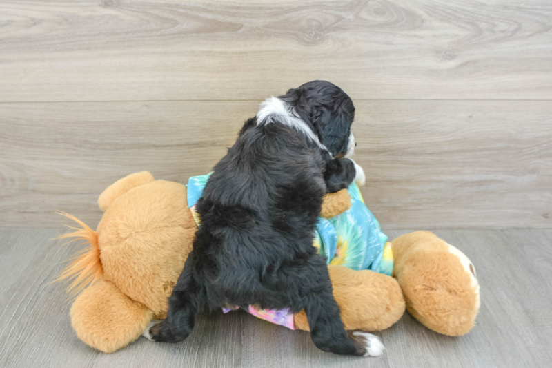 Meet Estee - our Mini Aussiedoodle Puppy Photo 2/3 - Florida Fur Babies