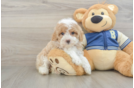Small Mini Aussiedoodle Baby