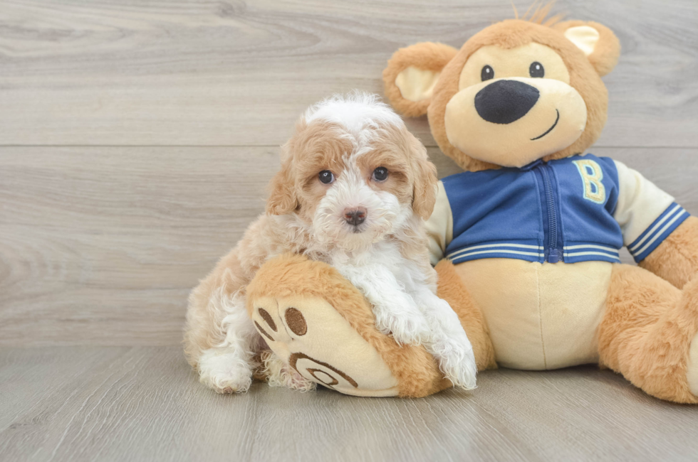 5 week old Mini Aussiedoodle Puppy For Sale - Florida Fur Babies